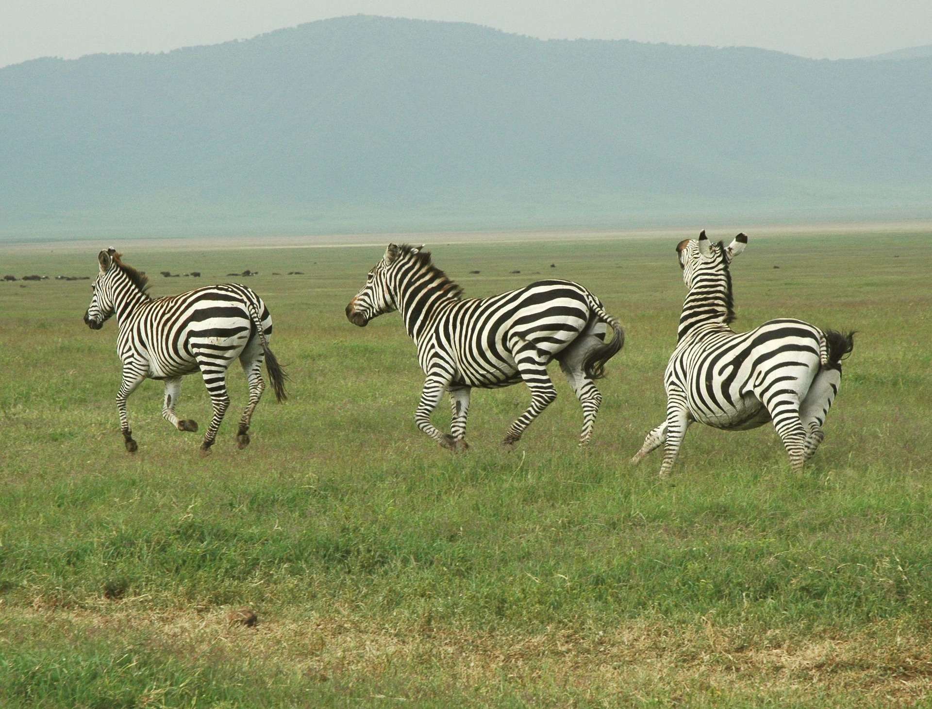 Ngorongoro