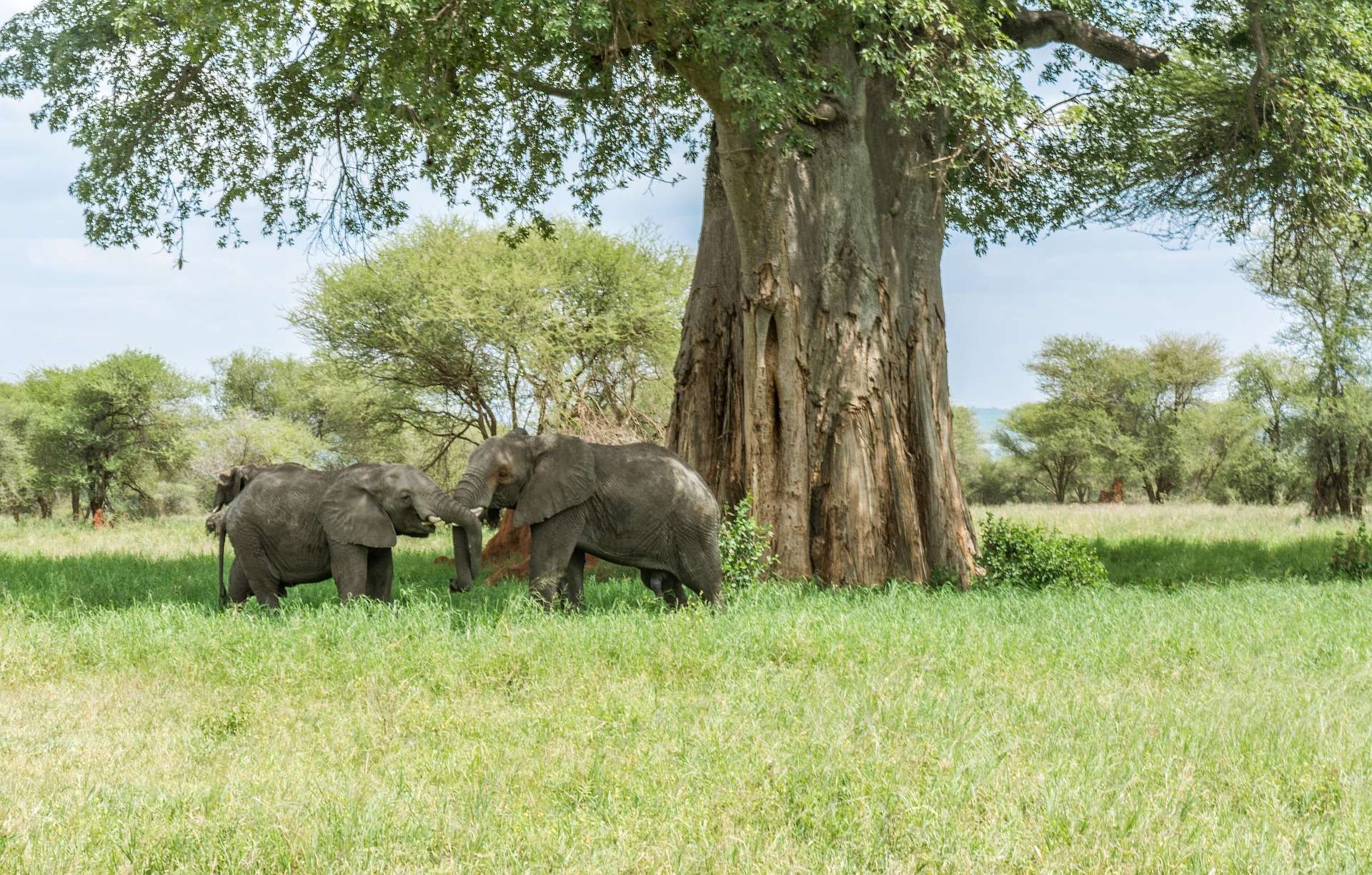 Tarangire National Park