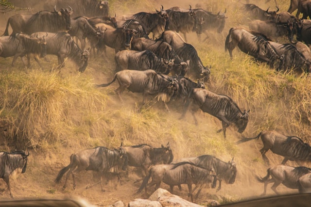 Wildebeest crossing the Mara River