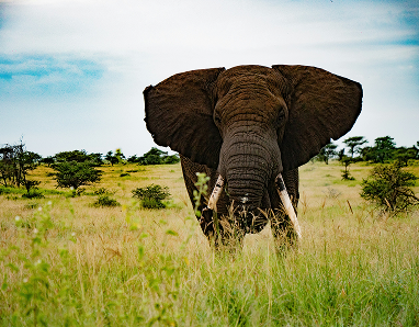 Ngorongoro Crater